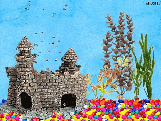 The crazy market for the world’s most expensive pet fish